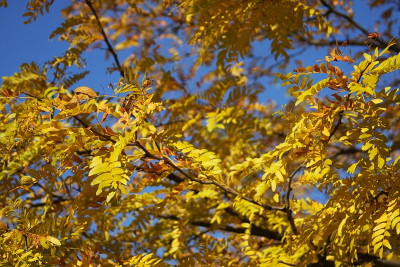 Tests/W3CTestSuite/images/tree.jpg